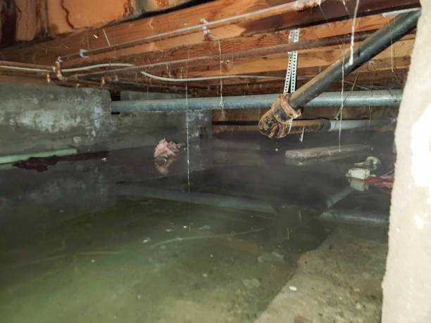 Best Professional water damage repair  in , RI